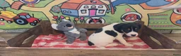 Boerenfox honden te koop: Boerenfox pups raszuiver - Advertentie 6