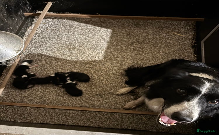 Border Collie honden - Advertentie 2