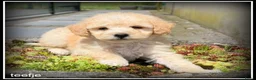 Maltipoo honden te koop: Maltipoo F1b pups - Advertentie 5