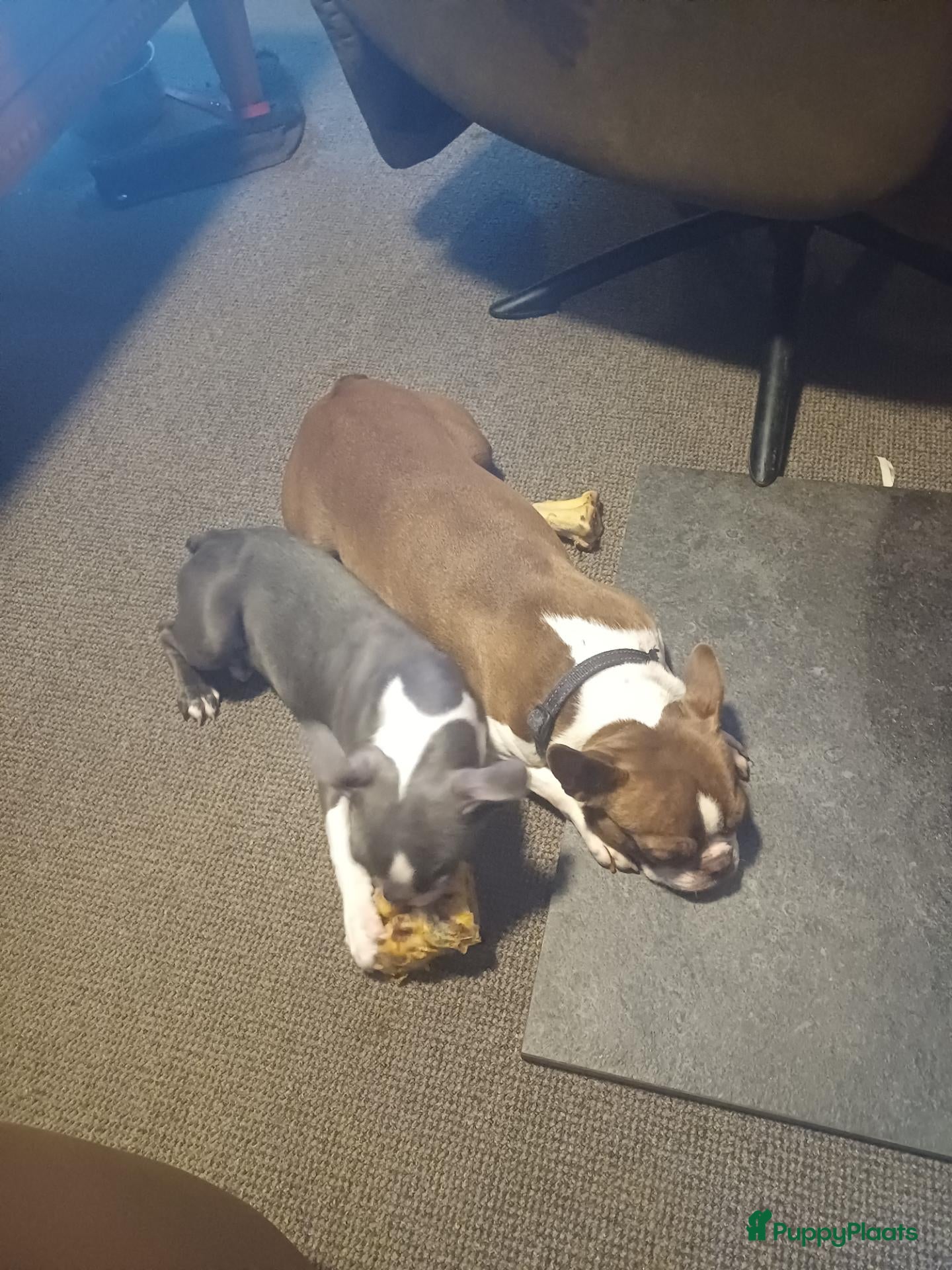 Boston Terriër honden Boston terrier pups te koop - Advertentie 2