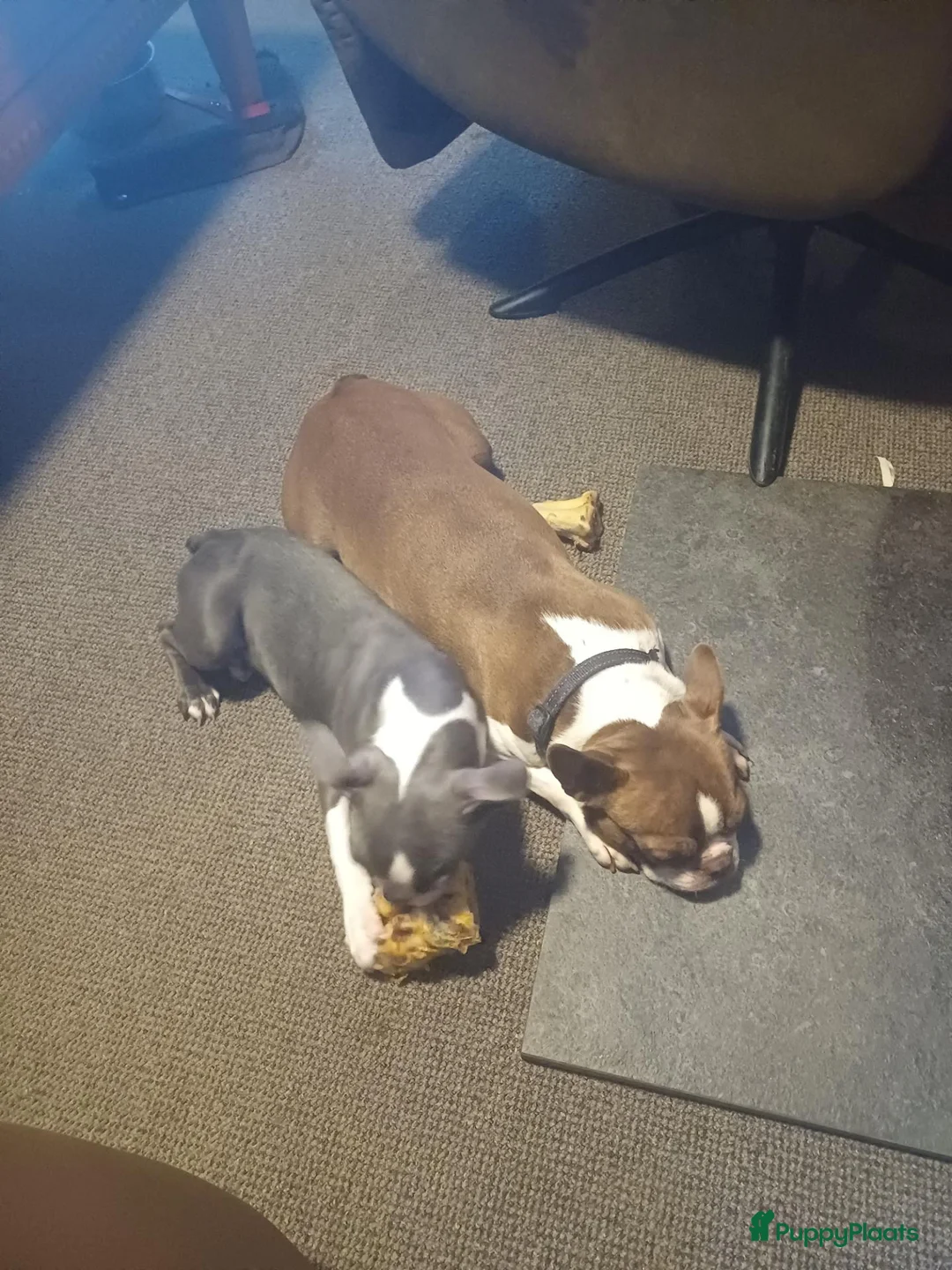 Boston Terriër honden te koop: Boston terrier pups te koop in Udenhout - Advertentie 1