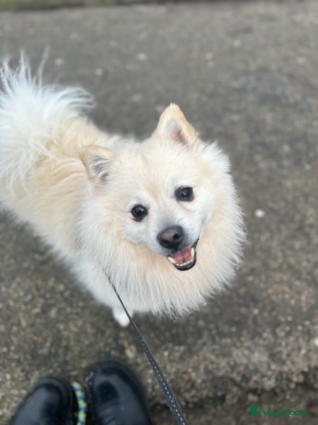 Keeshond honden te koop: Keeshond zoekt een nieuw thuis♥️ - Advertentie 2