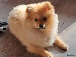 Pomeriaan honden Pomeriaan pup - Advertentie 1