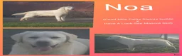 Labrador Retriever honden te koop: Authentieke Gele Labrador Pups Met Stamboom  - Advertentie 13
