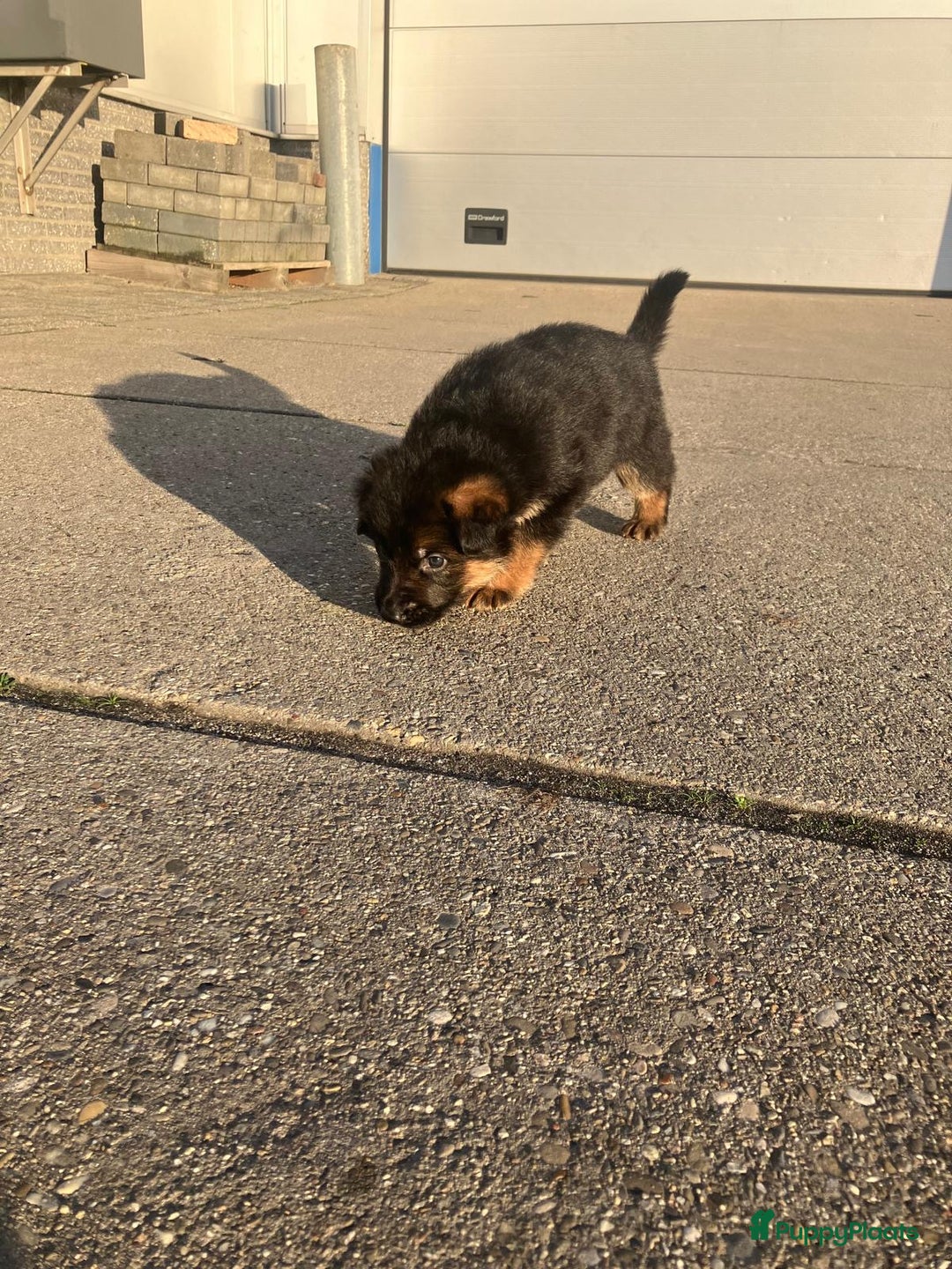 Duitse Herder honden te koop: Duitse Herder Puppy’s met Stamboom! - Advertentie 7