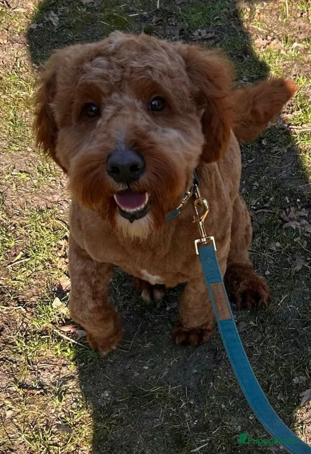 Kruising honden te koop: WACHTLIJST: Labradoodle × Australian Labradoodle - Advertentie 3