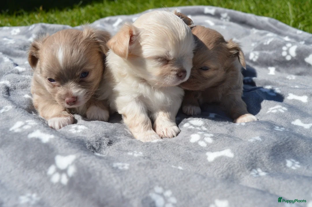 Chihuahua honden te koop: Langharige Chihuahua puppy’s  - Advertentie 2
