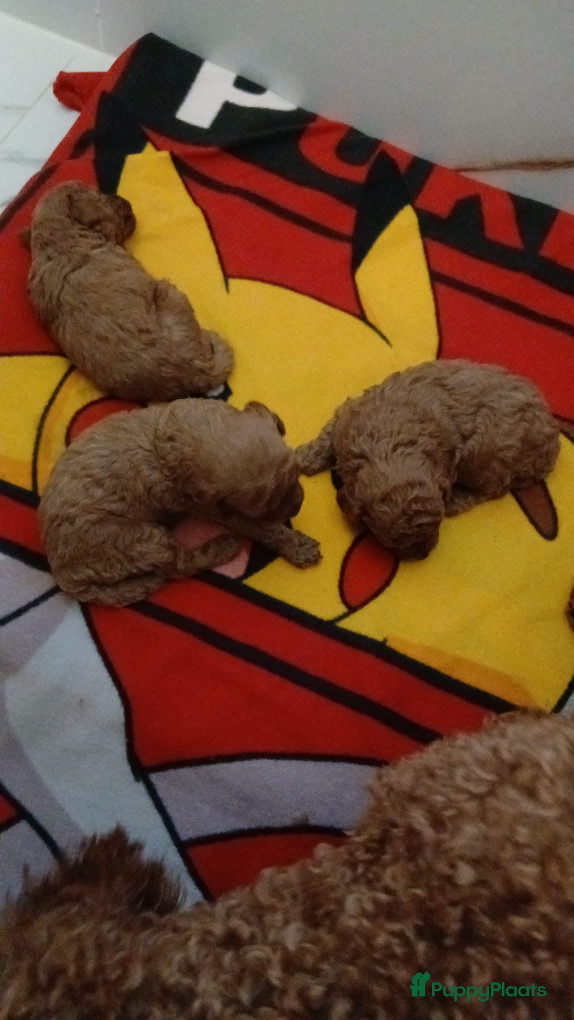 Poedel Toy honden Toy Poedel Pups - Advertentie 2