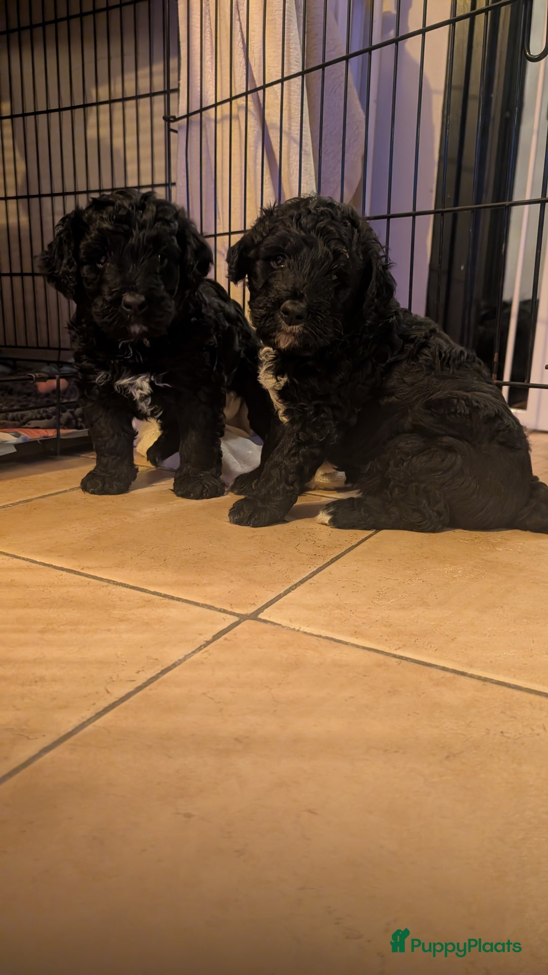 Bernedoodle honden te koop: Lieve bernedoodle pups - Advertentie 4