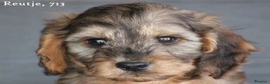 Cockapoo 2