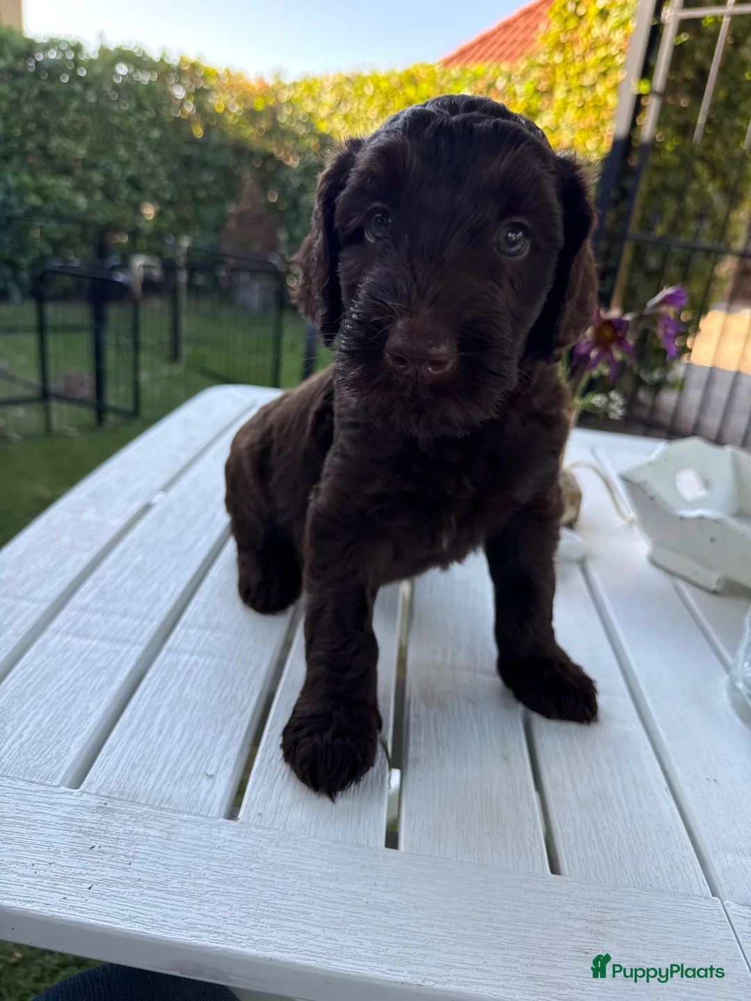 Labradoodle honden te koop: Labradoodles chocoladebruin F4, Medium - Advertentie 2