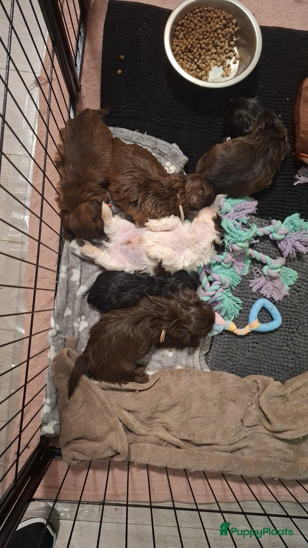 Shih Tzu honden te koop: Shih tzu pup - Advertentie 7