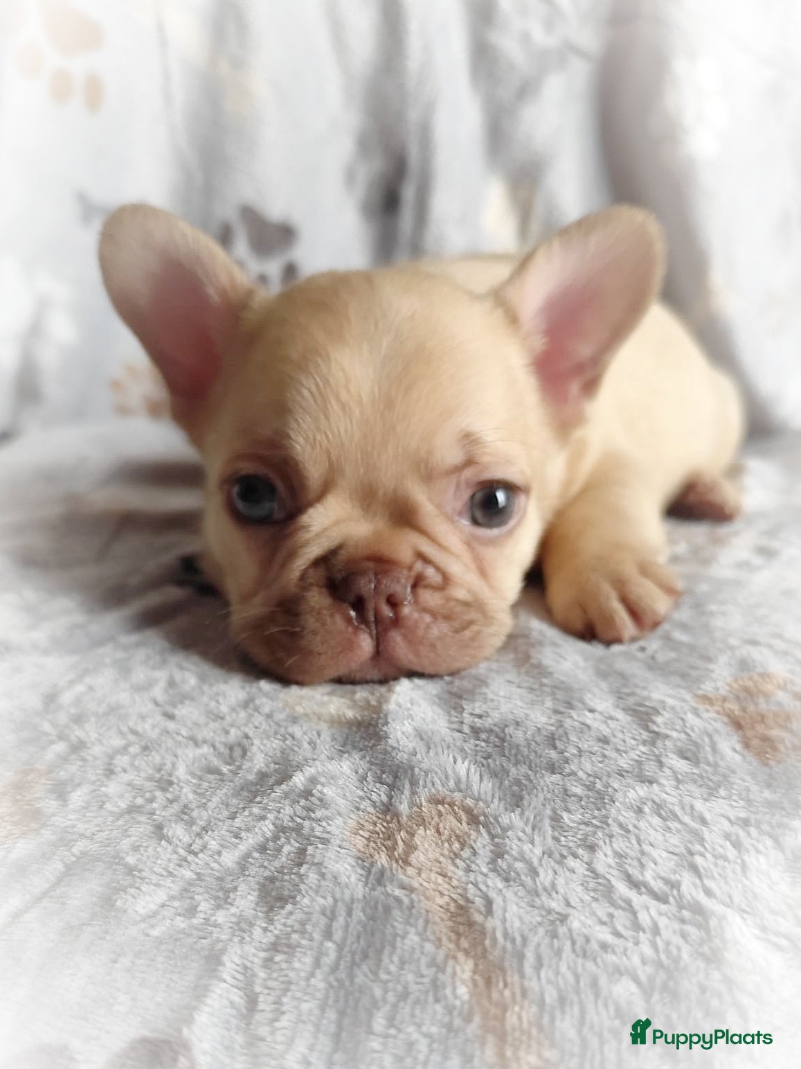 Franse Bulldog honden Franse bulldog pups reutjes - Advertentie 1