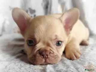 Franse Bulldog honden Franse bulldog pups reutjes - Advertentie 1