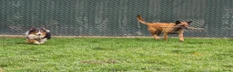 Kruising honden te koop: Prachtige Border Collie x Mechelse Herder pups F1 - Advertentie 11