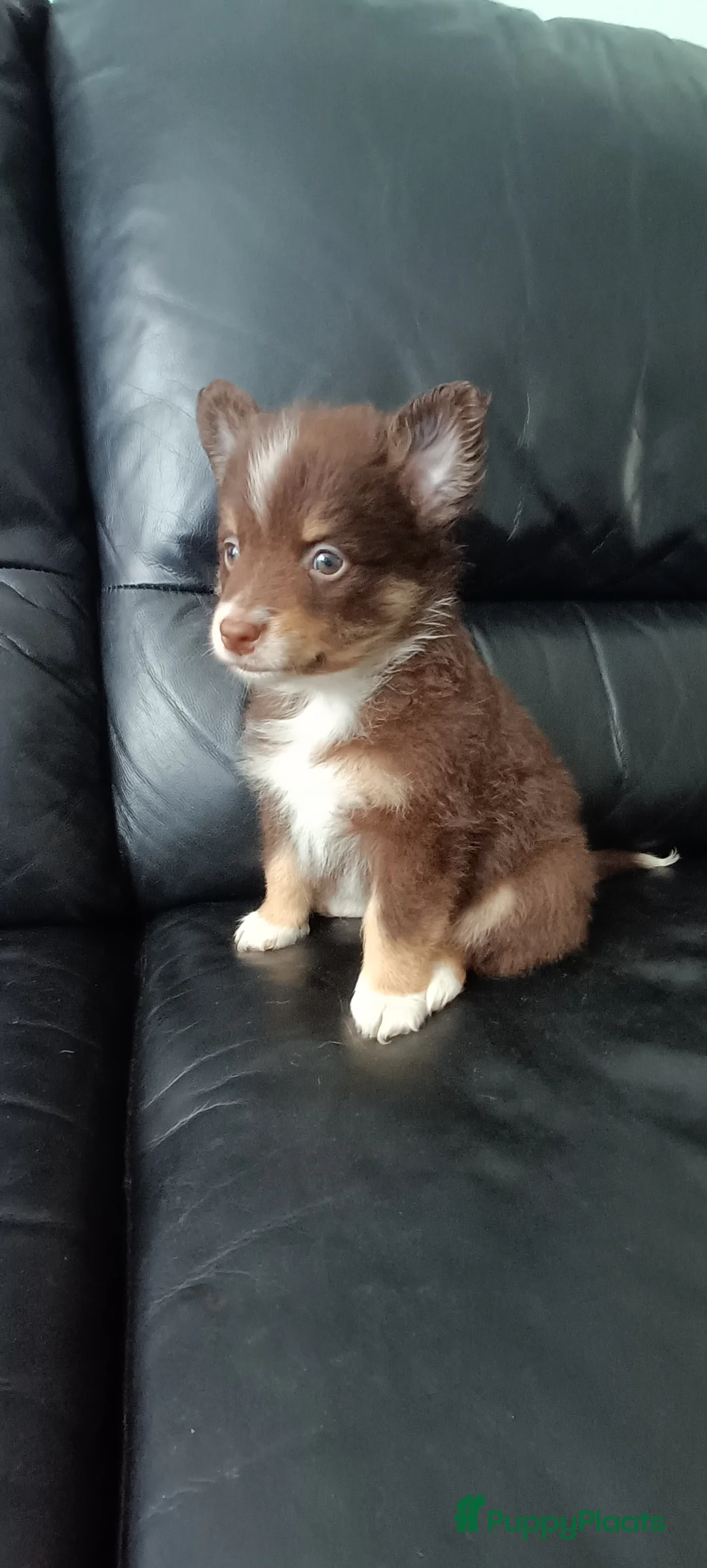 Kruising honden te koop: Chihuahua mix pups 3 reutjes - Advertentie 2