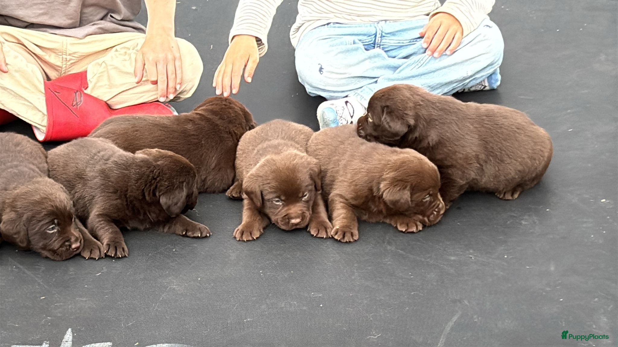 Labrador Retriever honden Prachtige bruine Labrador pups te koop  - Advertentie 2