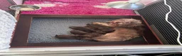 Ruwhaar Teckel honden te koop: Prachtige choco tan ruwharige pups - Advertentie 6