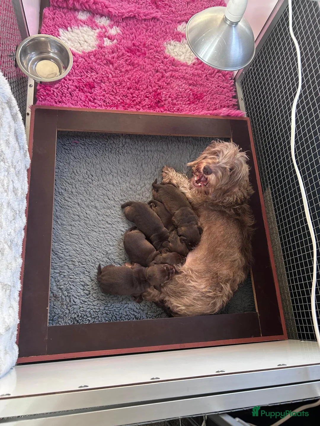 Ruwhaar Teckel honden te koop: Prachtige choco tan ruwharige pups - Advertentie 6