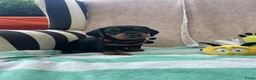 Teckel (korthaar)  honden te koop:  Prachtige standaard korthaar teckels pups  - Advertentie 19