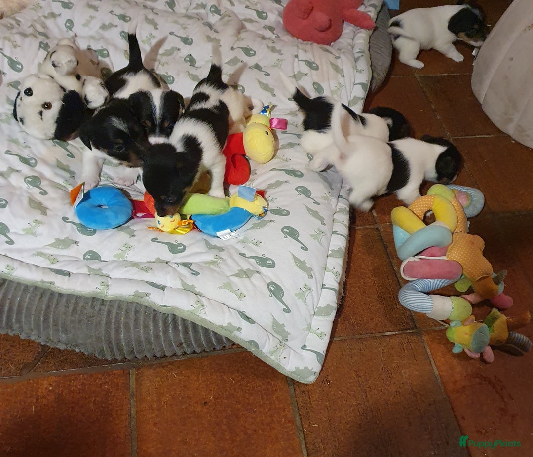 Jack Russel Terriër honden te koop: Lieve ruwharige JACK RUSSELTJES Laagbenig, dď - Afbeelding 18