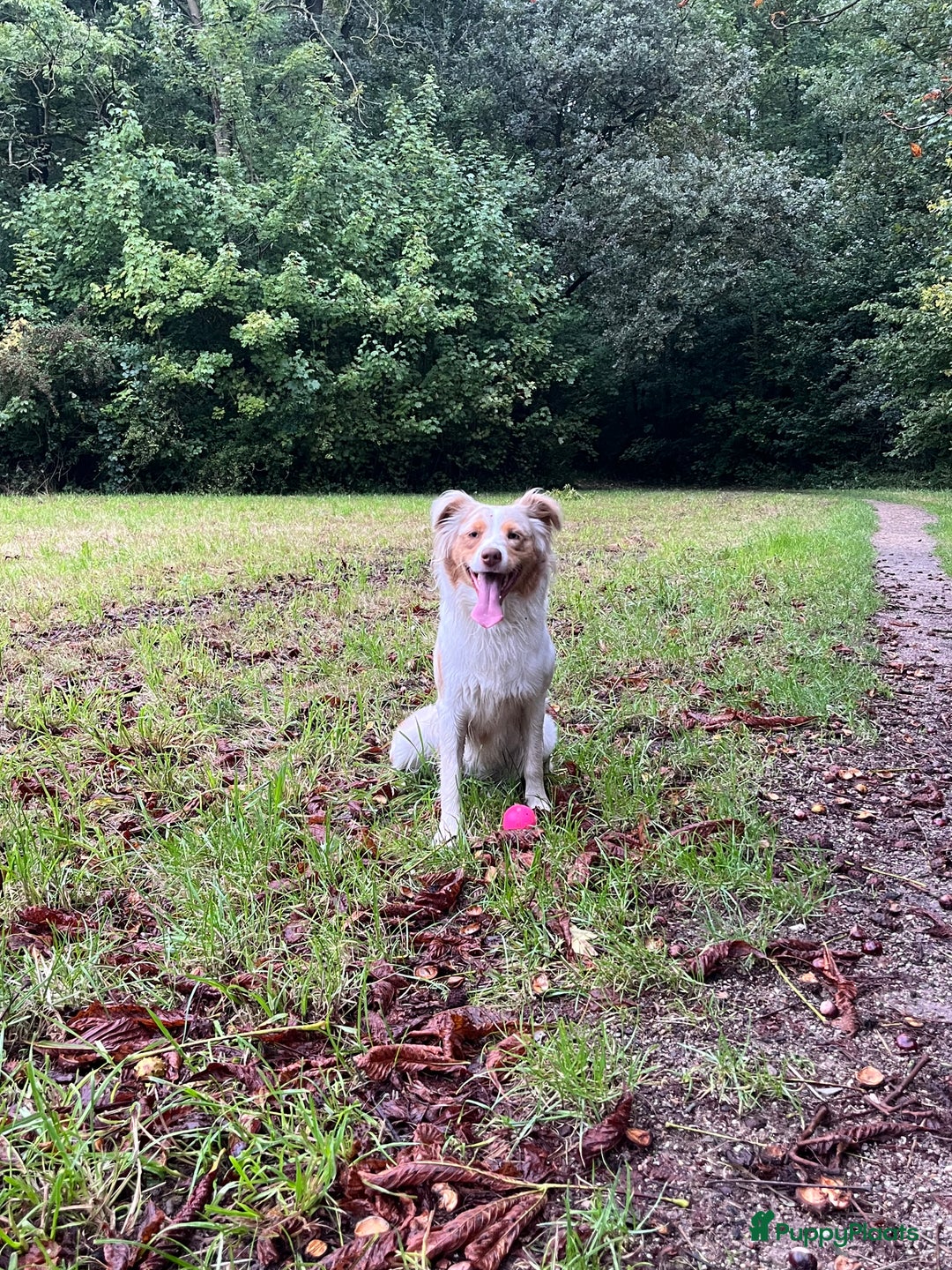 Australian Shepherd honden te koop: Raszuivere Australian Shepherd pups - Advertentie 17