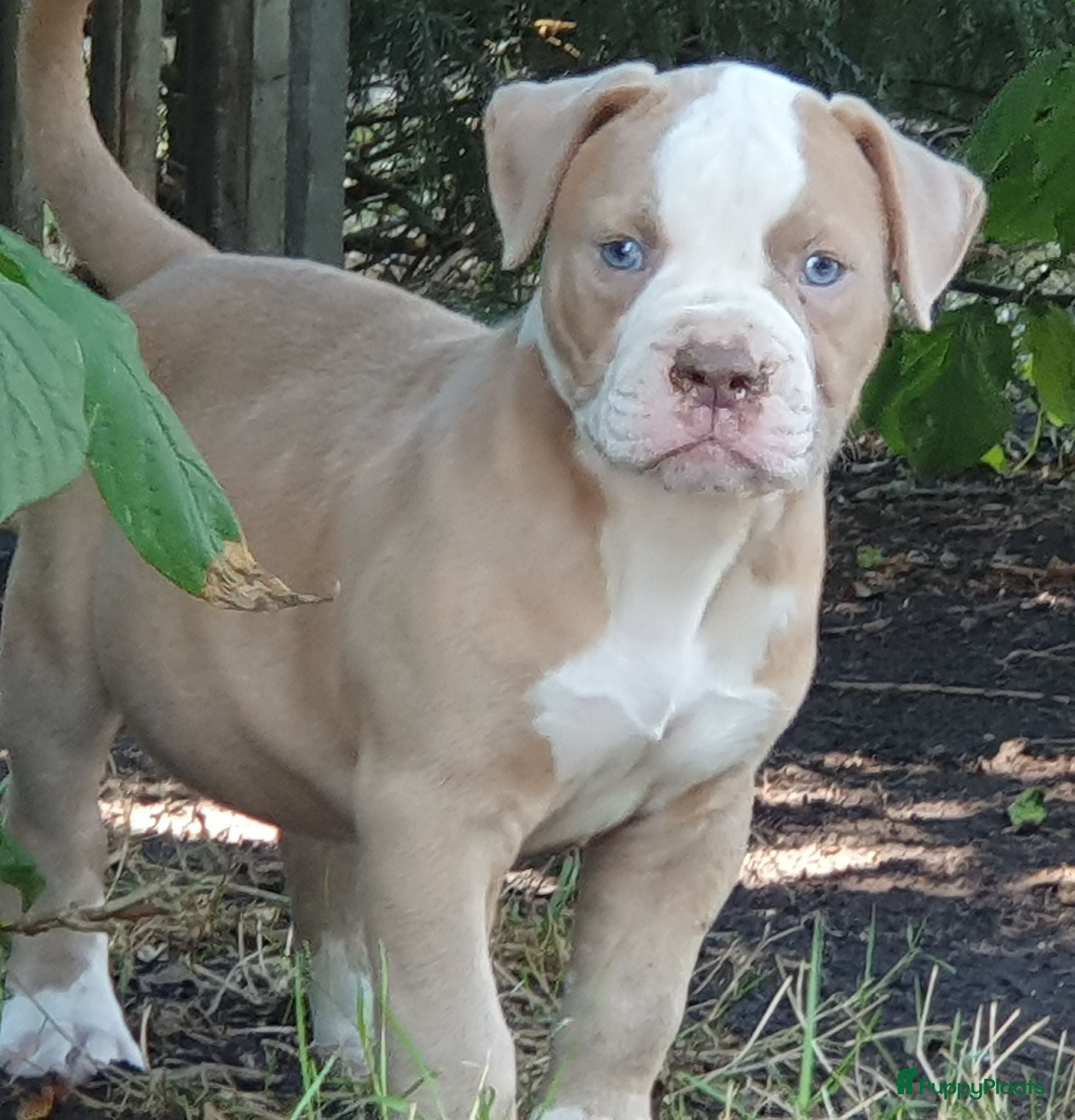 Amerikaanse Bulldog honden Mooie Amerikaanse Bulldog pups  - Advertentie 1