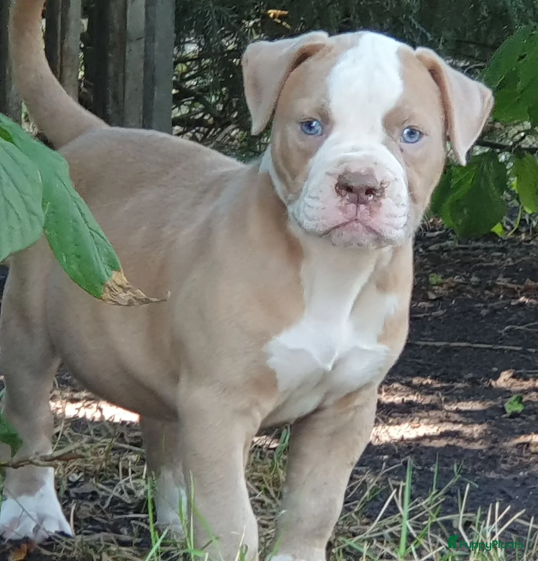 Amerikaanse Bulldog honden te koop: Mooie Amerikaanse Bulldog pups  - Advertentie 1