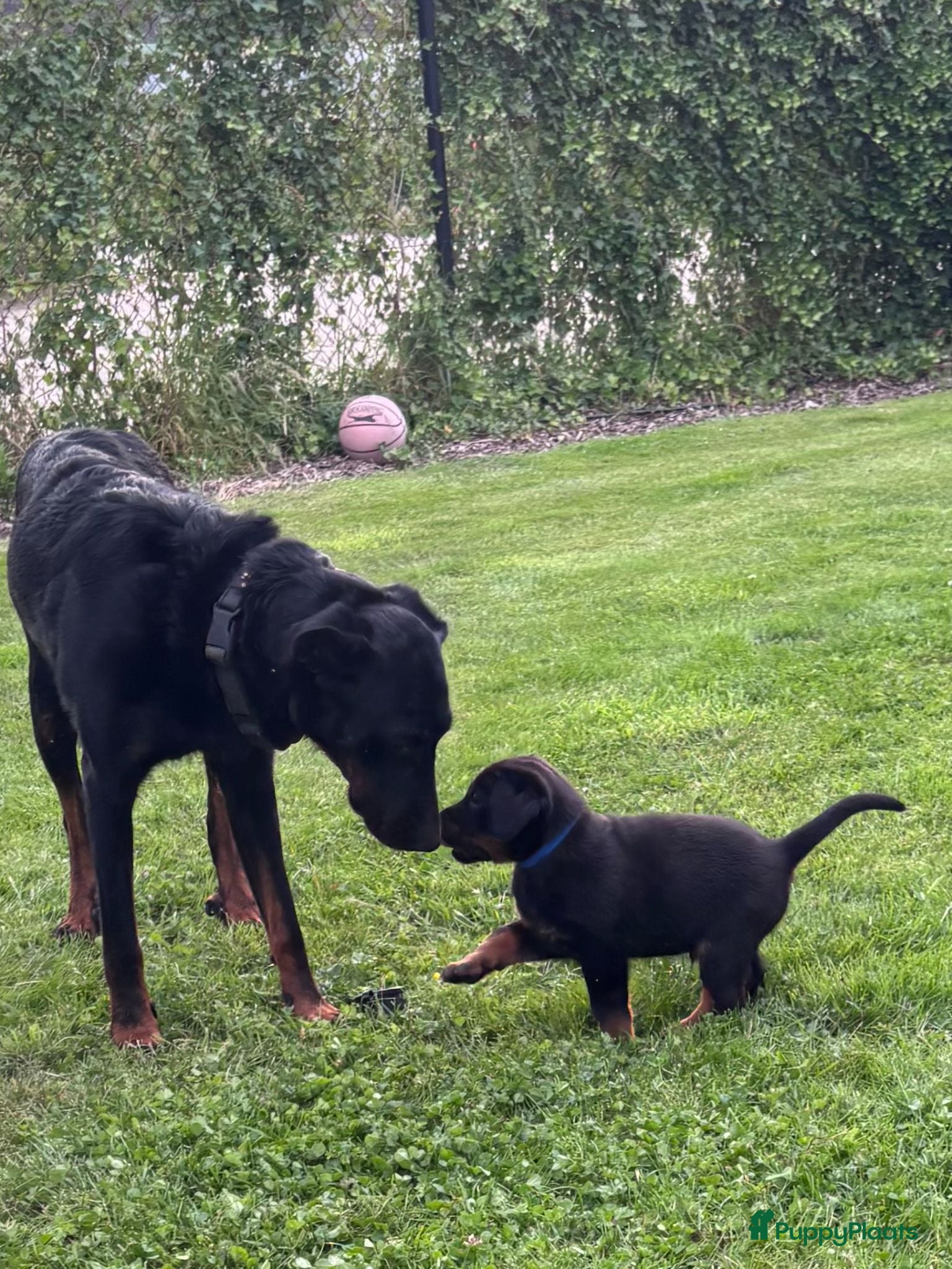 Beauceron honden Beauceron pups - Advertentie 1