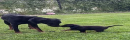 Beauceron honden te koop: Beauceron pups - Advertentie 1