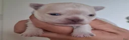 Chihuahua honden te koop: 2 chihuahua teefjes - Advertentie 12