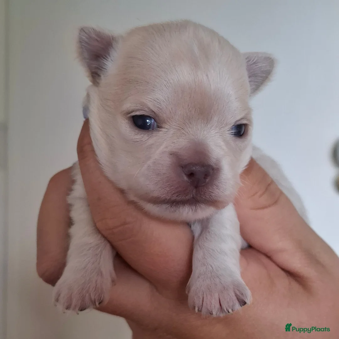 Chihuahua honden te koop: 2 chihuahua teefjes - Advertentie 12