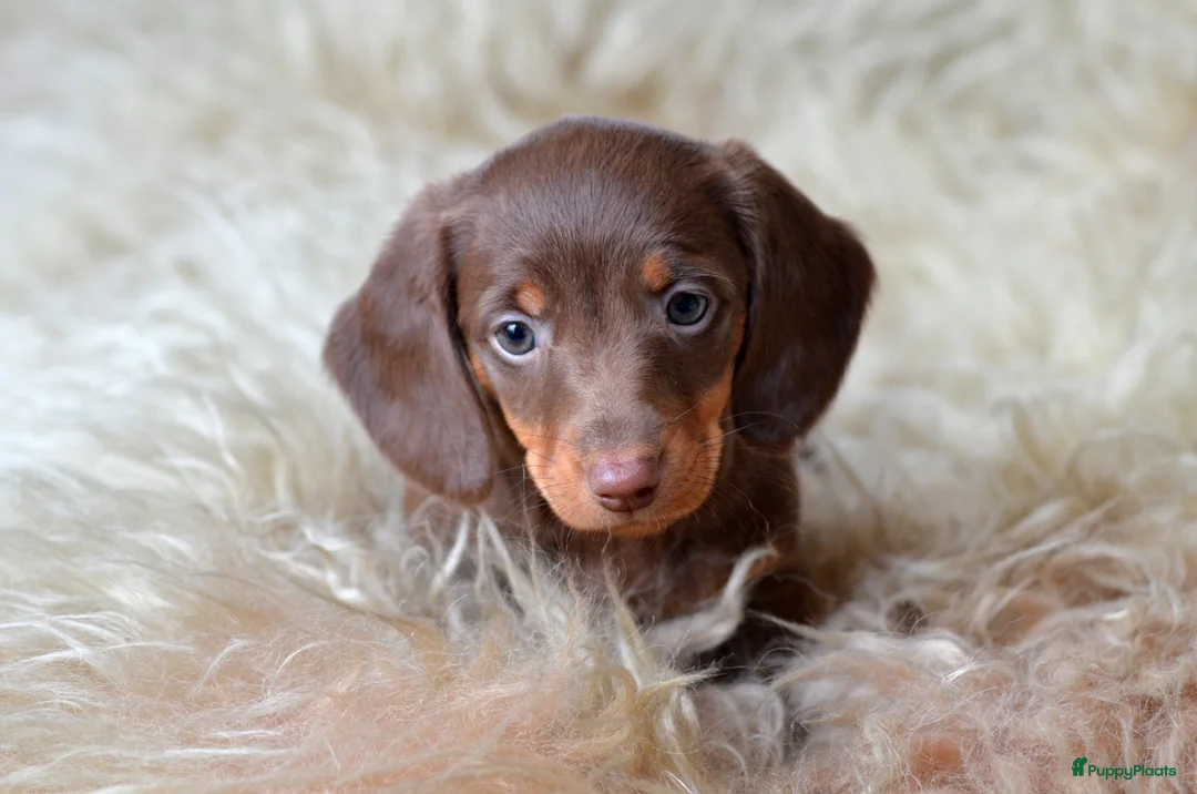 Teckel (korthaar)  honden te koop: Prachtige en lieve kortharige teckelpups. Teckel  - Advertentie 8