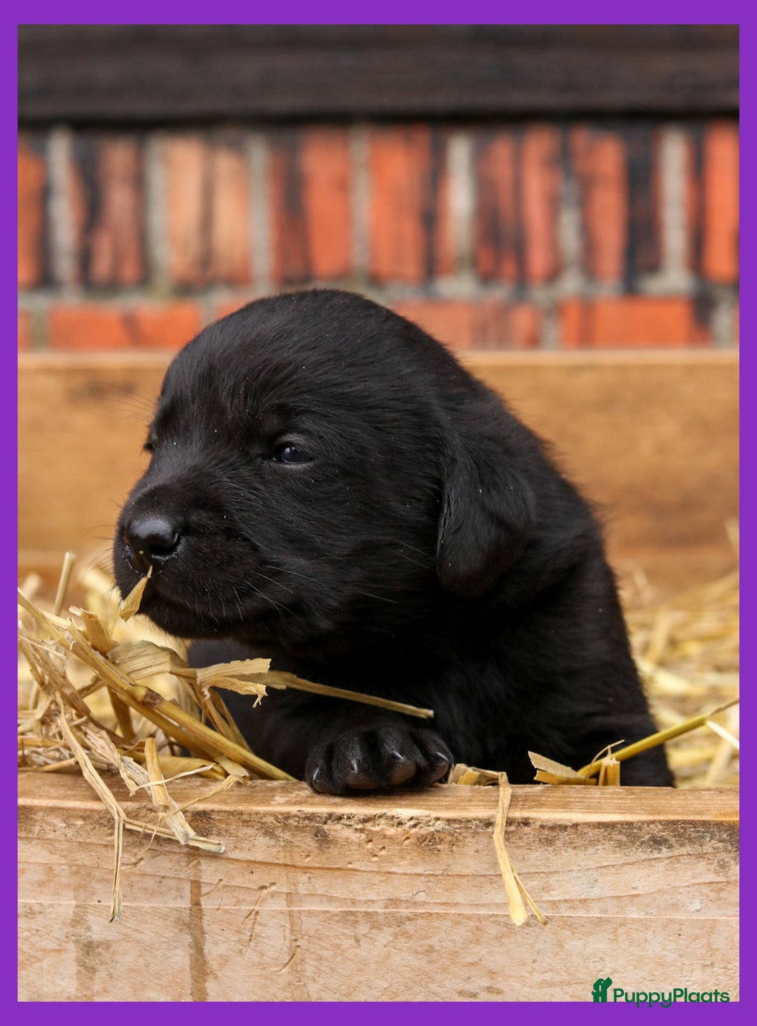 Labrador Retriever honden te koop: Prachtige labrador pups geboren op de boerderij  - Advertentie 1