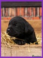 Labrador Retriever Puppy 1