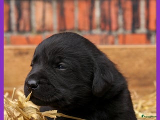 Labrador Retriever honden Prachtige labrador pups geboren op de boerderij - Advertentie 2