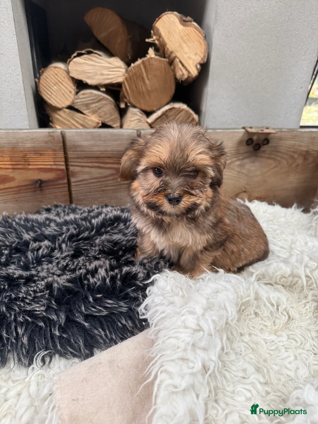 Boomer honden te koop: Boompoo - Advertentie 5