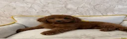 Poedel Toy honden te koop: Toy Poedels  - Advertentie 4
