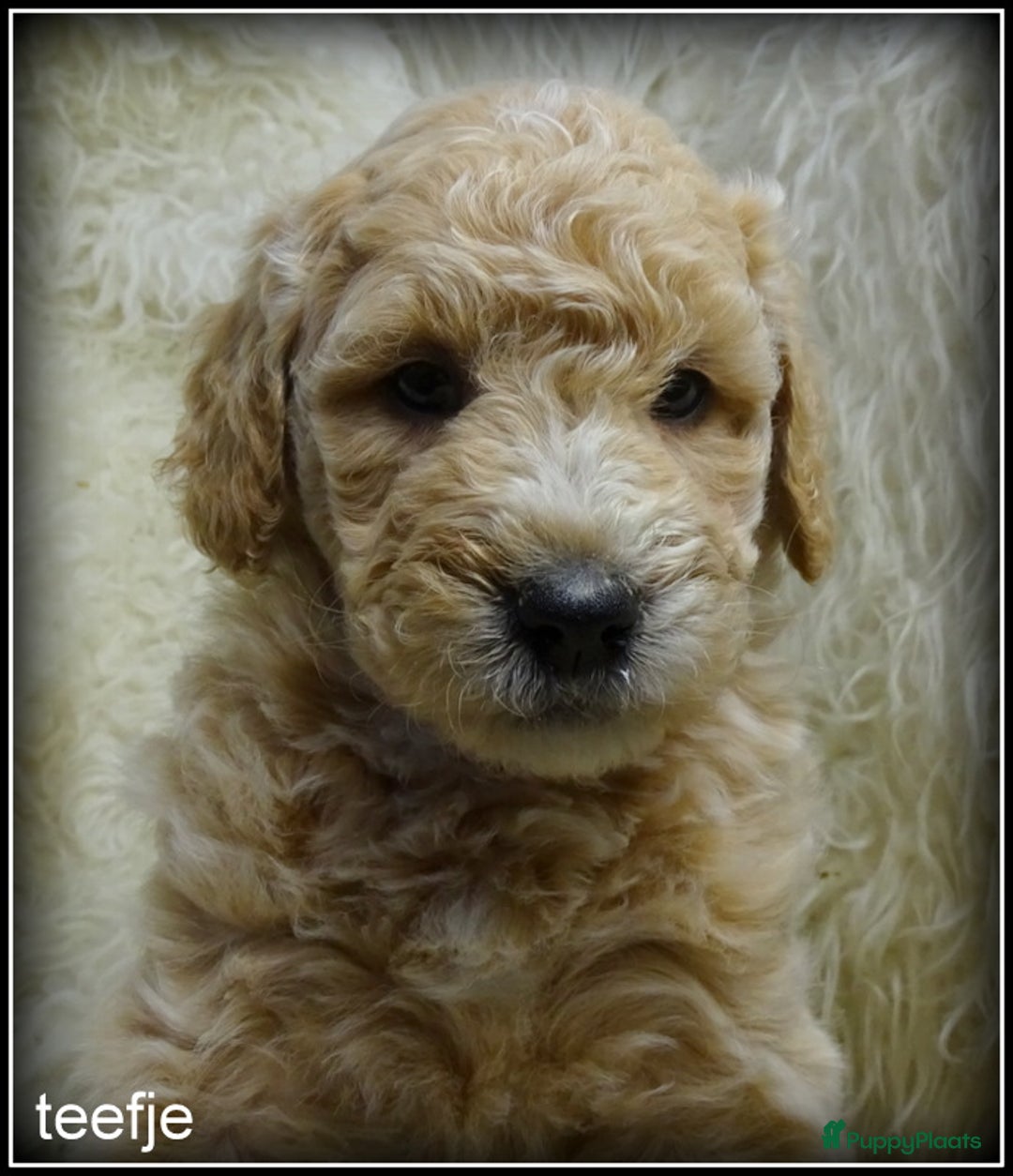 Labradoodle honden te koop: Labradoodle +/- 50 cm. (27 dec het nest verlaten)  - Advertentie 1