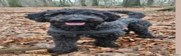Kruising honden te koop: Prachtige en lieve doodle pups!!  - Advertentie 3