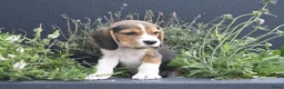 Beagle honden te koop: Prachtige Beagle pups met stamboom ! - Advertentie 20