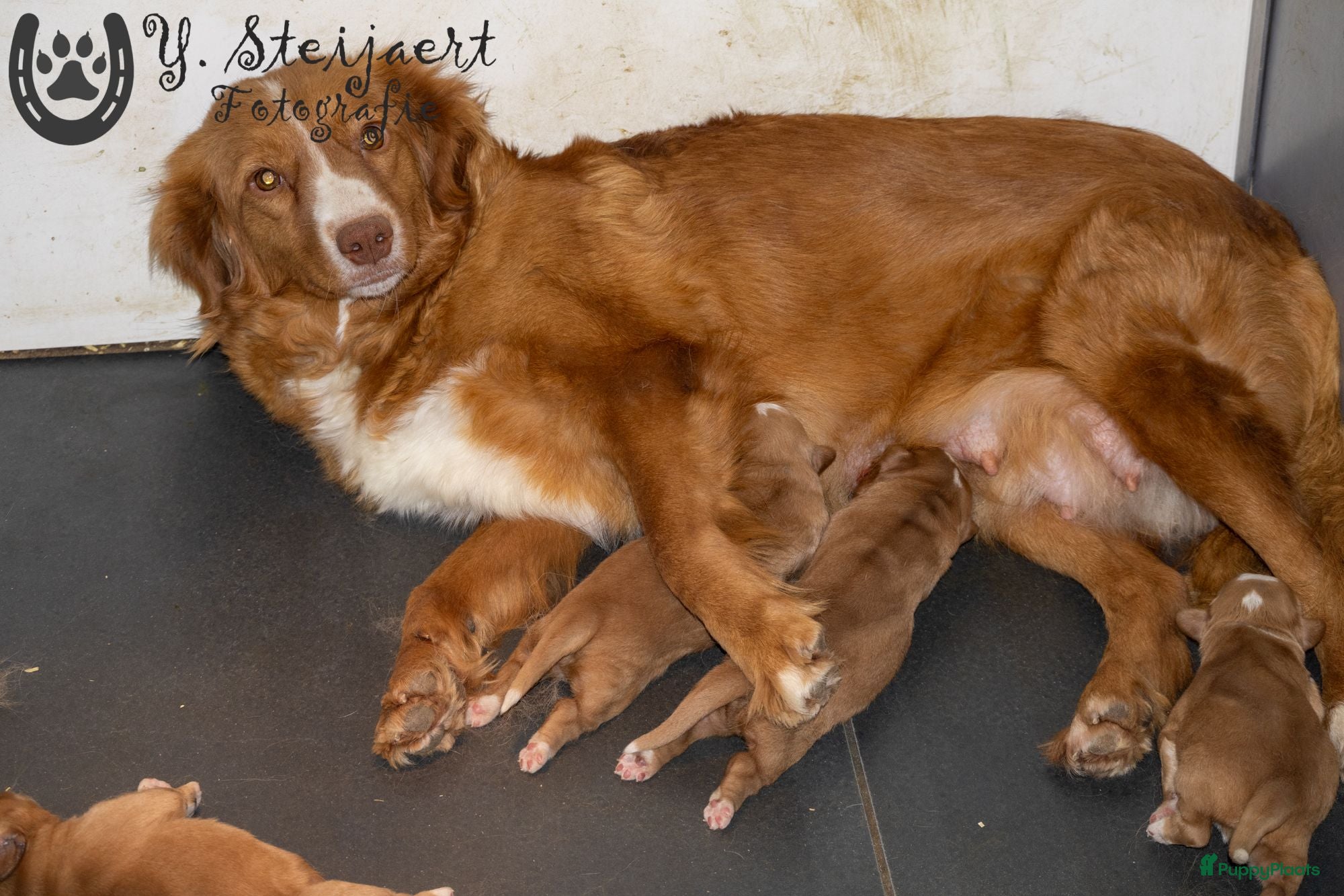 Nova Scotia Duck Tolling Retriever honden Nova Scotia duck tolling retriever pups,  - Advertentie 4