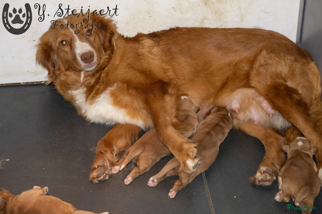 Nova Scotia Duck Tolling Retriever honden te koop: Nova Scotia duck tolling retriever pups,  - Advertentie 1