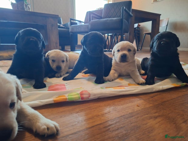 Labrador Retriever honden labrador retriever pups stamboom!! Zwart en blond - Advertentie 1