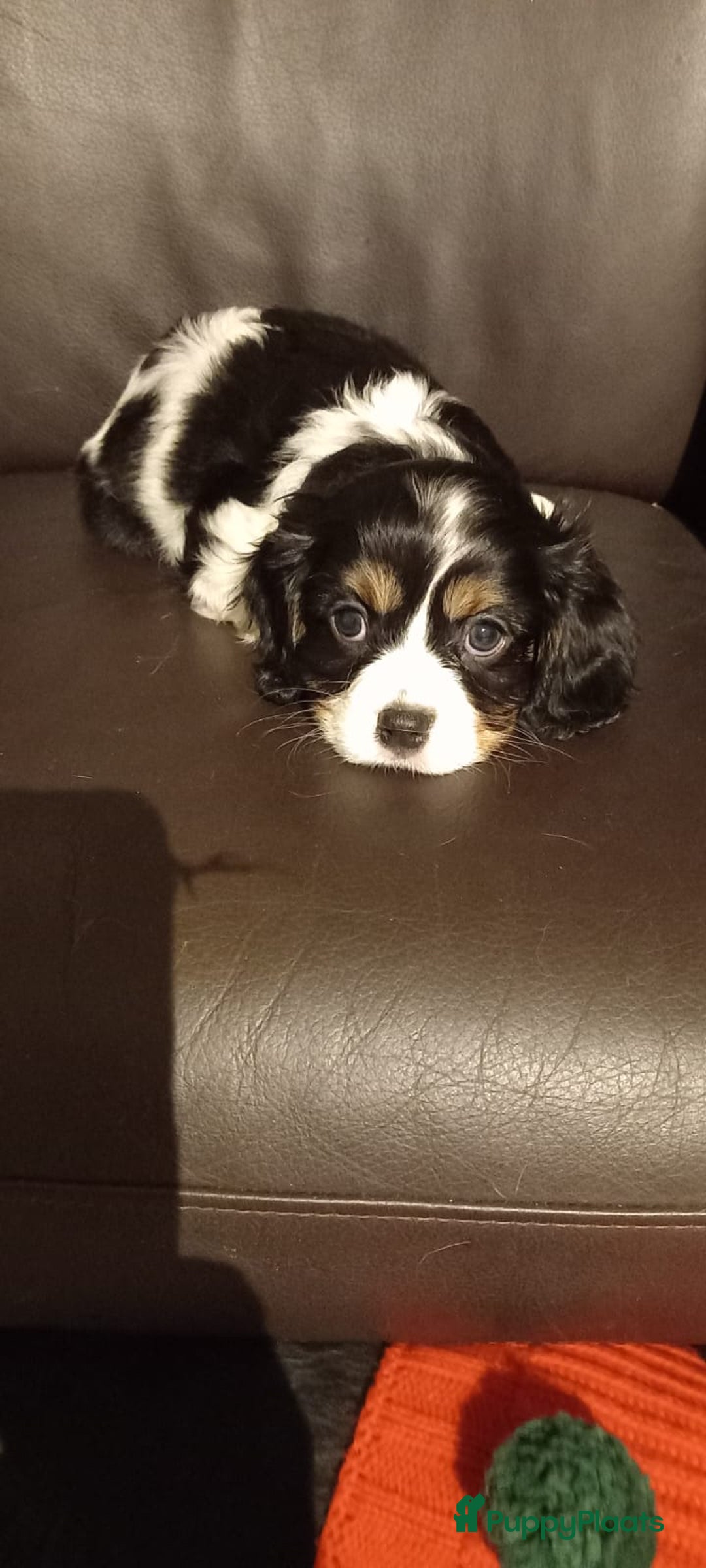 Cavalier King Charles Spaniel honden te koop: King charel - Advertentie 7