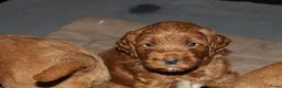 Australian Labradoodle honden te koop: Prachtige Australian Labradoodle pups in Velp - Advertentie 33