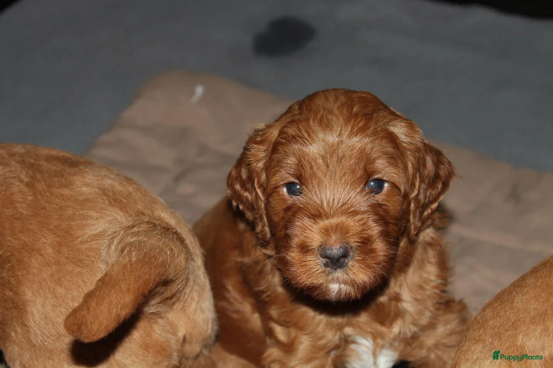 Australian Labradoodle honden te koop: Prachtige Australian Labradoodle pups in Velp - Advertentie 33