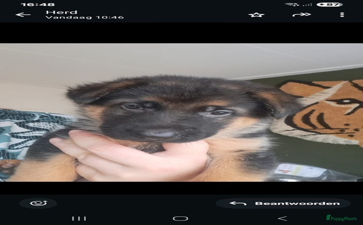 Duitse Herder honden - Advertentie 2