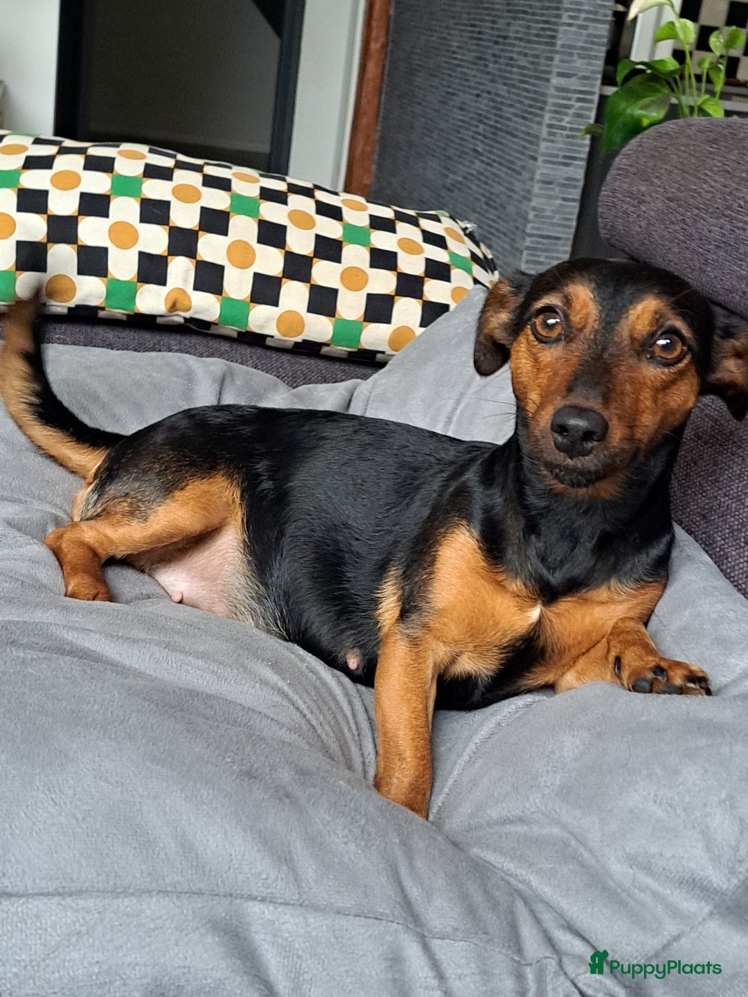 Jack Russel Terriër honden te koop: Mooi nest jack russel pups - Advertentie 6