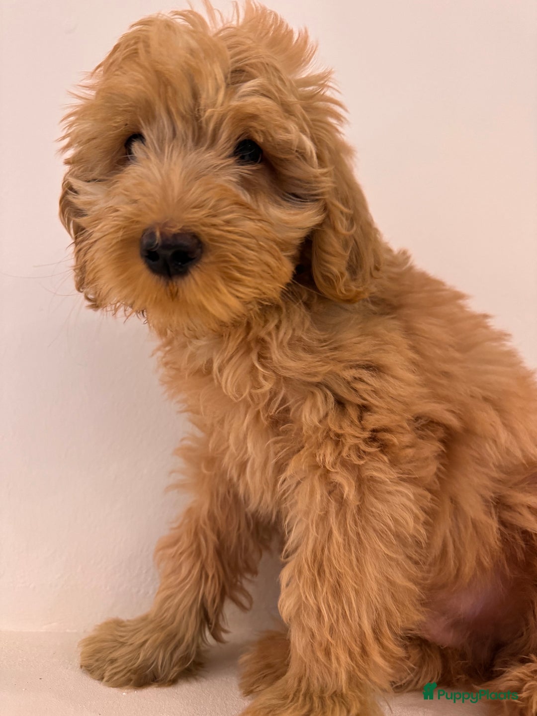 Kruising honden te koop: PRACHTIGE GOLDENDOODLE MINI REUTJE - Advertentie 1